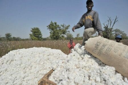 Le prix du kilogramme de coton passe de 250 à 265 FCFA en Côte d’Ivoire
