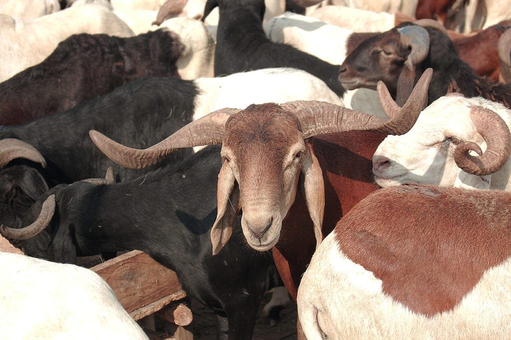 Fête de la Tabaski 2017 : vente de moutons à Abidjan