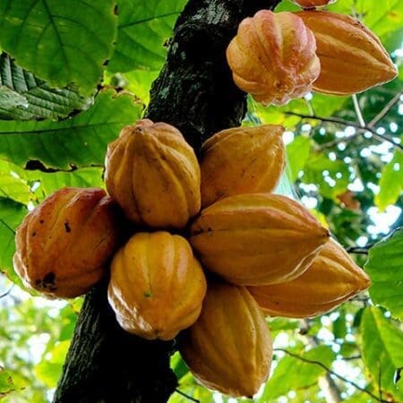 Côte d’Ivoire: le cacao Mercedes, l’un des facteurs de la surproduction (ENTRETIEN)