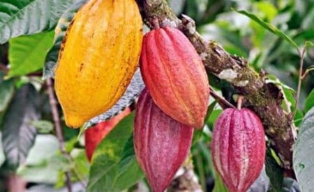 Filière cacao: une délégation d’industriels néerlandais entame une visite à Abidjan