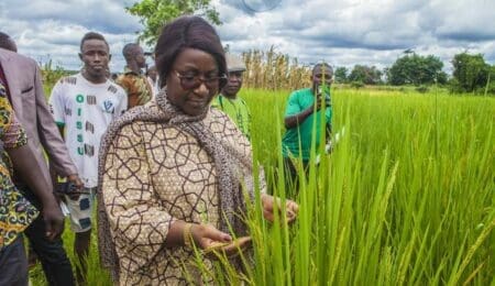Les riziculteurs ivoiriens invités à s’organiser en coopératives pour bénéficier de financements