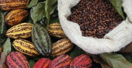 Promotion du Cacao Durable – Des industriels belges apportent leur concours à la Côte d’Ivoire Cacao durable