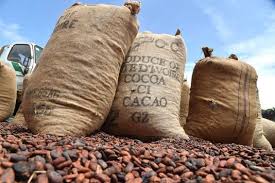Cacao – Campagne 2022-2023: Le prix du kilo fixé à 900 FCFA