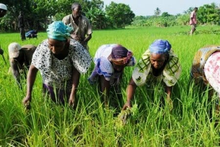 Secteur cacao : un syndicat ivoirien opposé à l’interprofession milite pour une Chambre d’agriculture « forte »