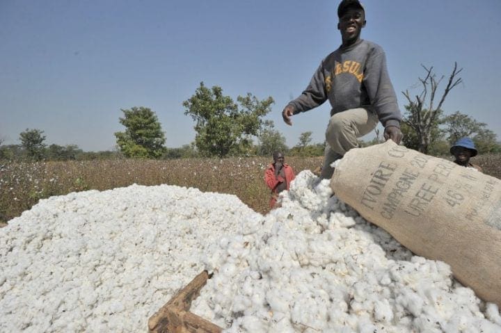 Filière coton: les producteurs ivoiriens projettent 400.000 tonnes pour la campagne 2017-2018