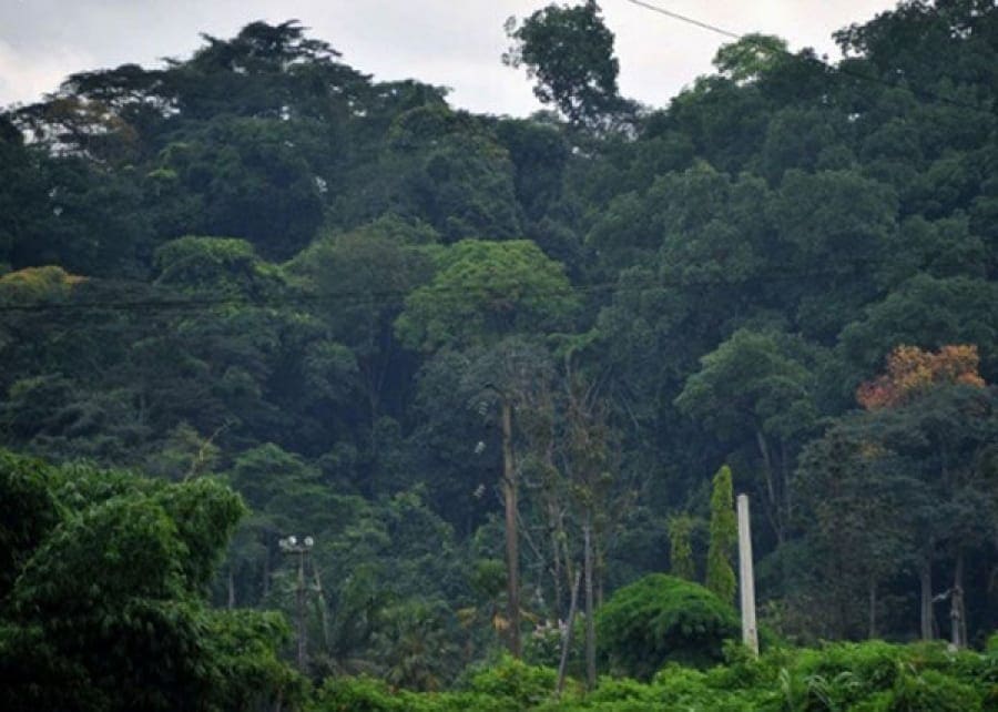 Côte d’Ivoire : une nouvelle politique forestière définie par le gouvernement