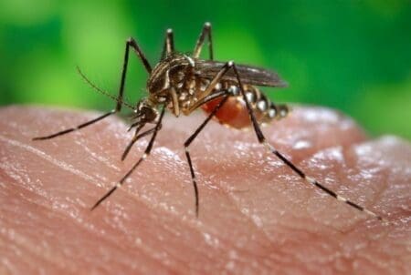 Côte d’Ivoire: «17 cas de dengue confirmés» dans le District d’Abidjan