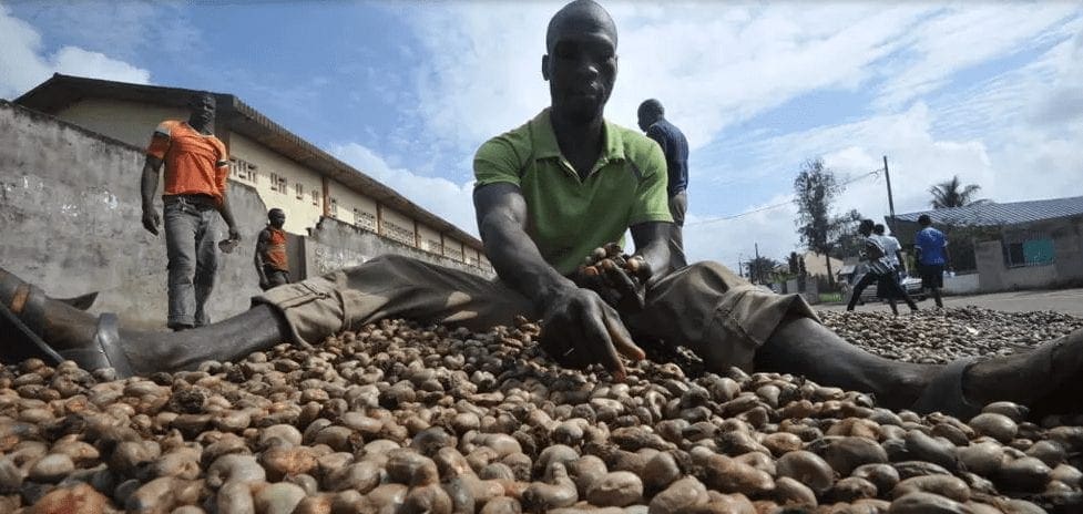 En Afrique, la commercialisation de la noix de cajou perturbée par le coronavirus