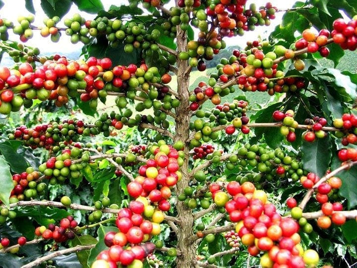 Café ivoirien: chute de la production de 180 000 à 70 000 tonnes en 10 ans