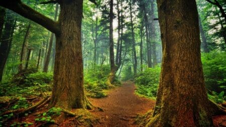 Côte d’Ivoire : le pays ambitionne de restaurer son couvert forestier de 20% pour atteindre 6,5 millions d’hectares d’ici 2030